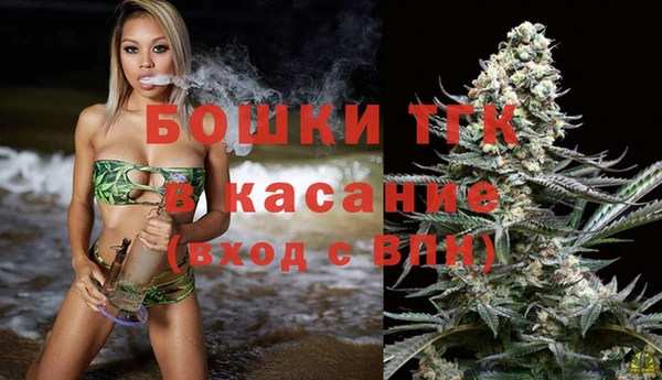 сатива Новозыбков