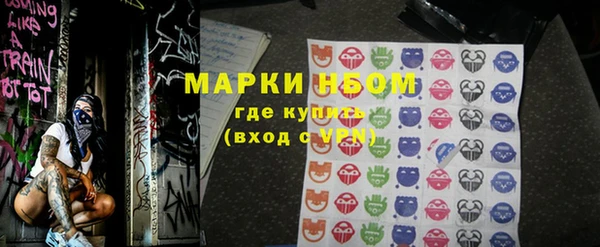 сатива Новозыбков