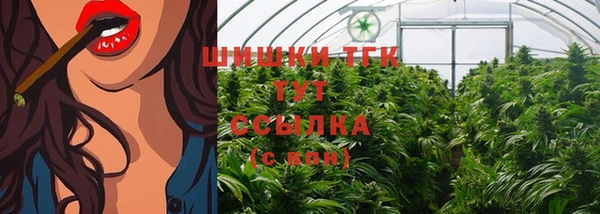 сатива Новозыбков