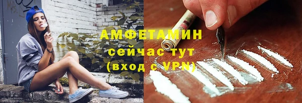 сатива Новозыбков